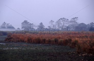 Brouillard dans une zone humide Parc National de Kaziranga