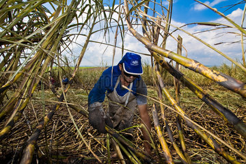 Sugarcane cutters  Sao Paulo State  Brazil. Biofuel  ethanol and sugar plant.