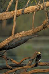 Little pied Cormoran on a branch Australia
