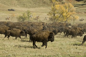 Bison Roundup Custer State Park Black Hills South Dakota