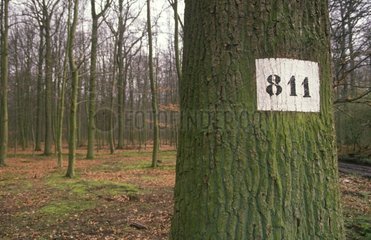 Anzahl des Waldstücks auf einem Baum Frankreich