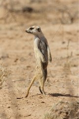 Meerkat standing up in alert Kgalagadi NP South Africa