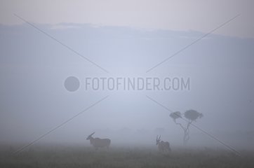 Eland in the mist Masai Mara Kenya