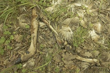 Corpses of animals left by a Wolf Poland