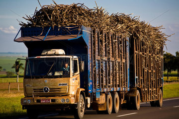 Transportation of sugarcane from the fields to the mill for production of ethanol and sugar. Brazil.