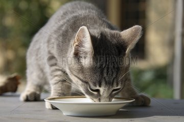 Young lapant cat of milk in a small plate