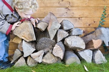 Boy observing Western European Hedgehog nesting