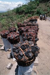 Sale of coal and firewood on the road Malawi