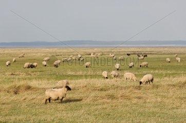 Sheeps in a meadow on the coast St-Valery-sur-Somme France