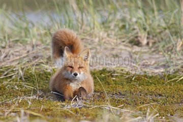 Young Red fox stretching itself Nome Alaska