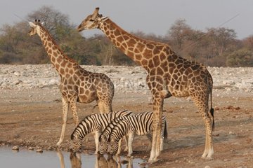 Giraffes and Zebras of Burchell National park of Etosha Namibia