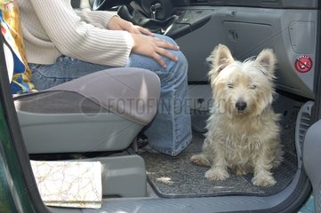Westhighland White Terrier vor einem Frankreichauto