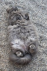 Cat lying on his back on gravel