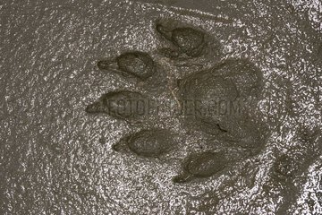 Traces of European Otter in mud Alsace France