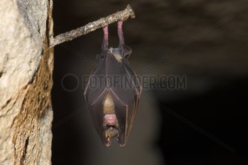 Greater Horseshoe Bat on a nail in a former career France