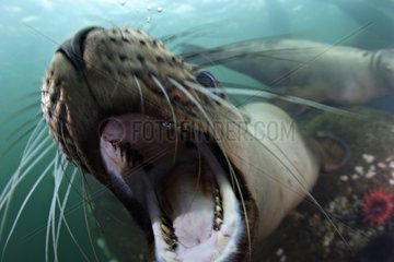 Steller sea lion snout Pacific Ocean Canada