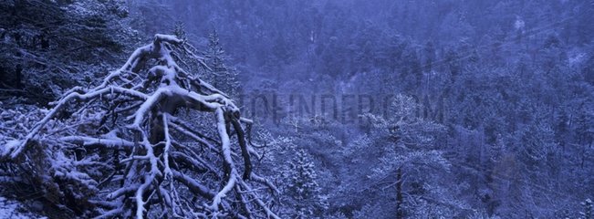 Subalpinewald unter den SchneeAlpen Frankreich