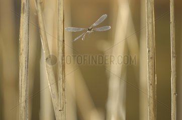 Large Red Damselfly in flight fire in the main stems