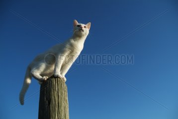 White European cat perched on a wood post France
