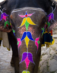 Colorful elephant rides at Amber Fort in Rajasthan Jaipur India