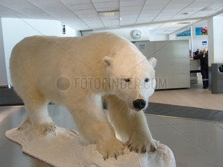 SVALBARD NORWAY Stuffed polar bear at Longyear airport __Alexander Farnsworth
