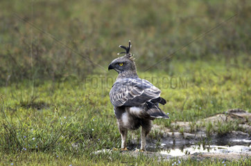 Wilpattu National Park  crested hawk eagle