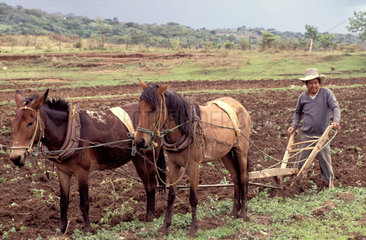 Mexico  Tiaxcala; farmer ploughing the soil with the help of two horses