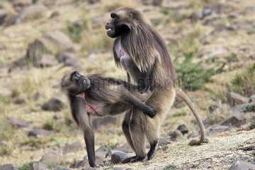 Gelada baboon mating Simien Mountains Ethiopia