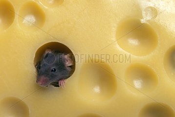 Common house mouse getting its head out of a cheese France