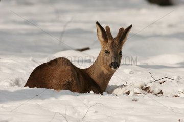 Young male Roe-deer lying in snow