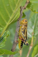 Locust on a brushwood France