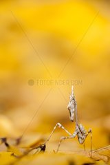 Conehead mantis larva on dead leaves in scrubland - France