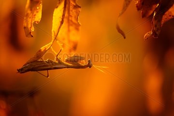 Praying mantis on dead leaf in the garrigue - France