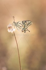 Old World Swallowtail on dry grass in scrubland - France