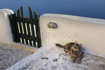 Domestic Cat lying near a wall Cyclades islands Greece