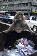 Long-tailed macaque on a dustbin Lopburi Thailand