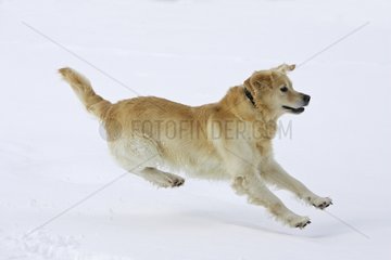Golden Retriever läuft in Snow Elsass France