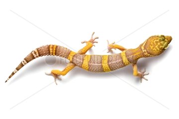 Common leopard Gecko walking in studio