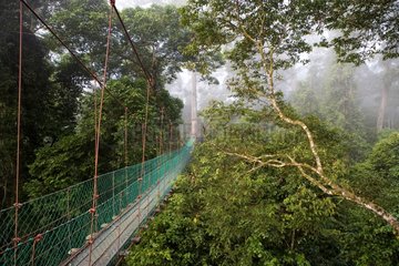 Canopy walkway in tropical forest Borneo