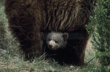 Ourson brun des Pyrénées dans les pattes de l'ourse Espagne