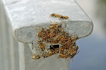 Wasp's nest in a metal barrier Strasbourg
