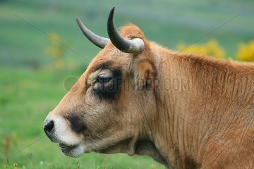 Portrait of an Aubrac cow Aubrac Lozère Fance