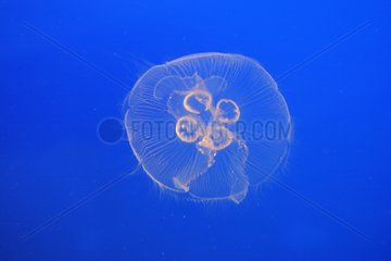 Jellyfish Aquarium Vancouver British Columbia
