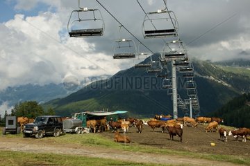 Milking cows in summer in La Plagne