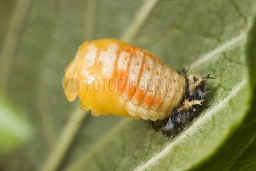 Nymph of ladybugs during its metamorphosis France