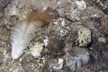 Hen feathers and droppings in a poultry breeding France