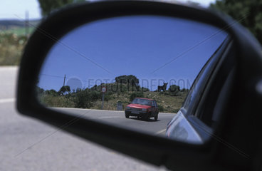 An Osborne bull at the road to Alcala de los Azules