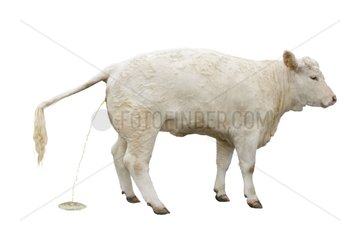 Young Charolaise heifer urinating on white background