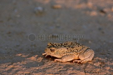 Mauretanian Toad in the sand Sahara Tunisia