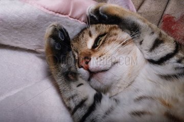 Kopf einer schlafenden Rinnenkatze